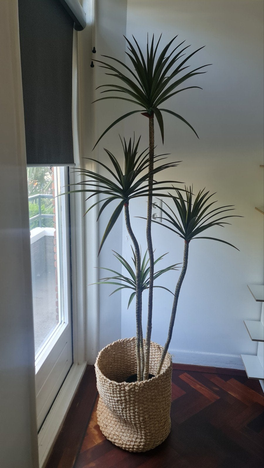 Plastic Grote Dracaena Marginata - Drakenbloedboom, Ophalen