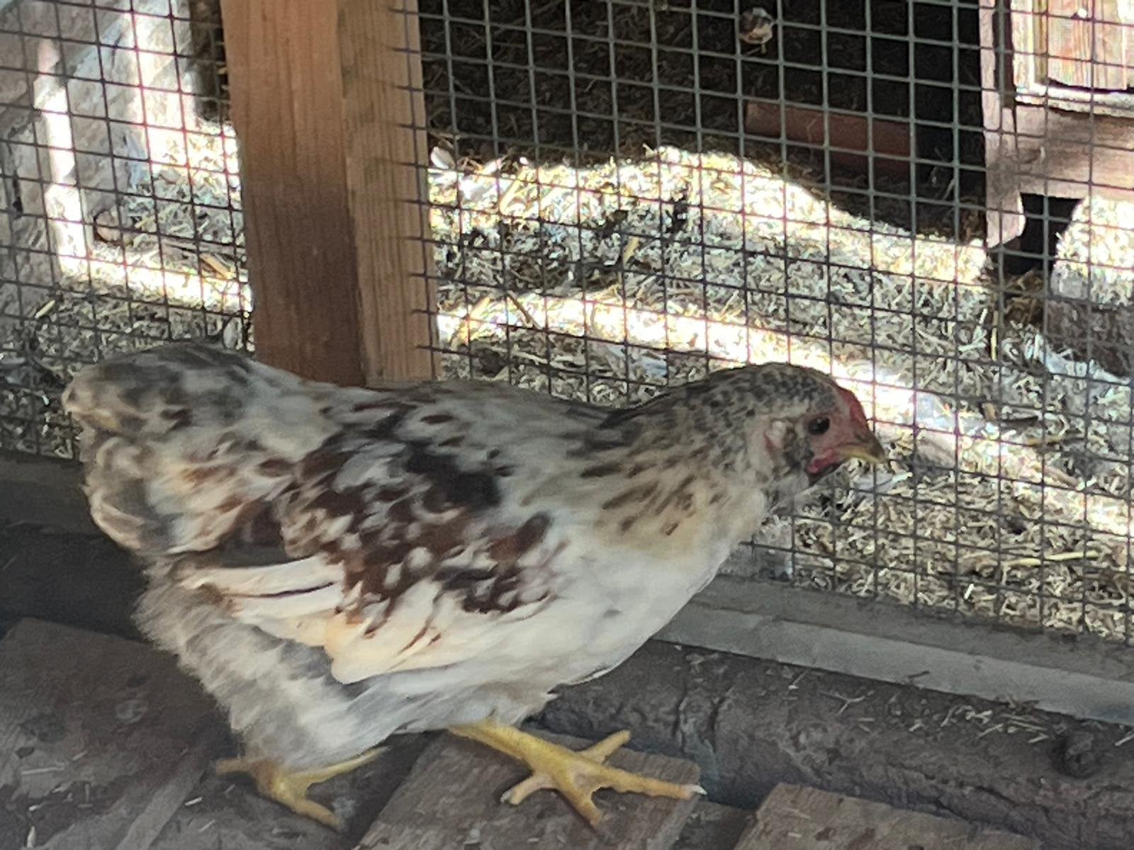 Jonge hanen te koop – diverse rassen en kruisingen, Meerdere dieren, Kip