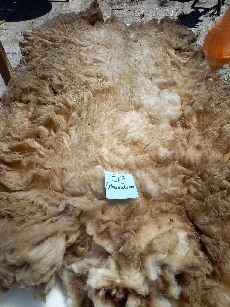 nr 69 Geschoren vacht van een Schoonebeker Heideschaap, Ophalen of Verzenden, Nieuw