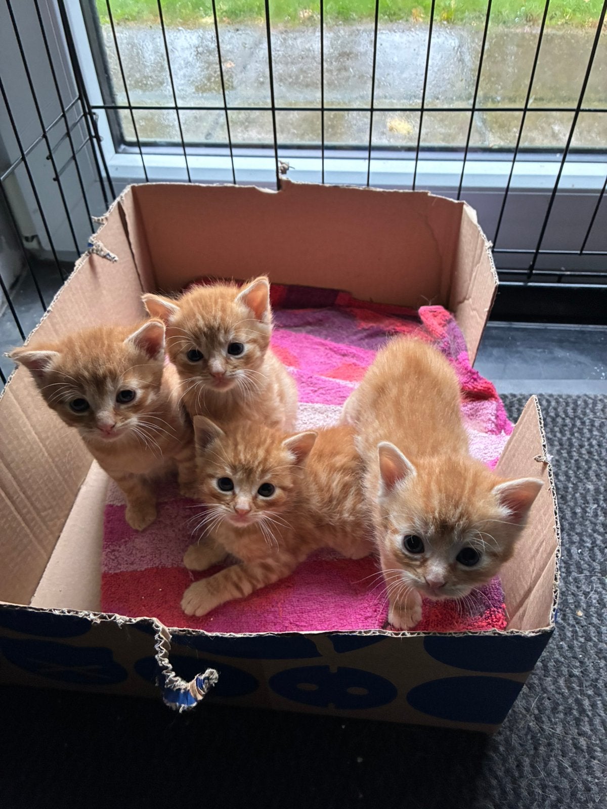 NOG 1 KATERJE  beschikbaar Prachtige rode kittens,, katjes, Dieren en Toebehoren, Meerdere dieren, Kortharig, 0 tot 2 jaar