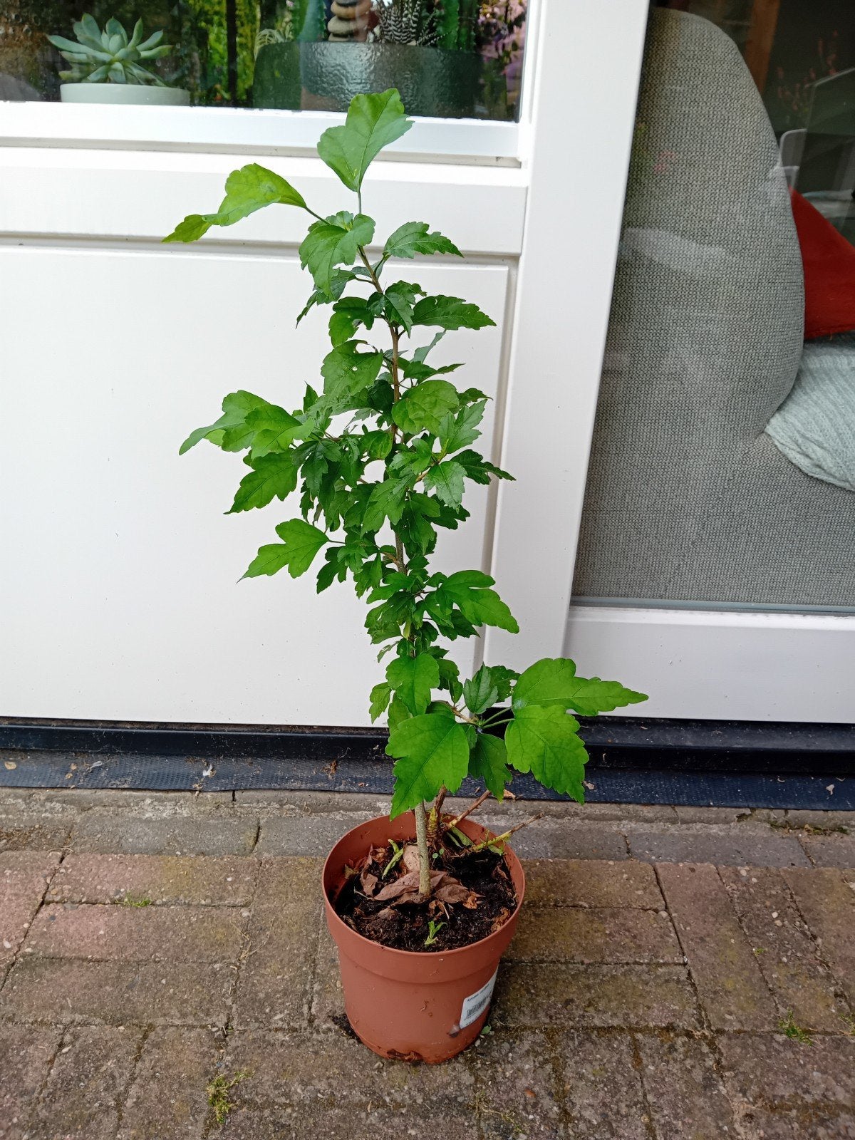 hibiscus winterhard, Ophalen of Verzenden, Overige soorten, Minder dan 100 cm