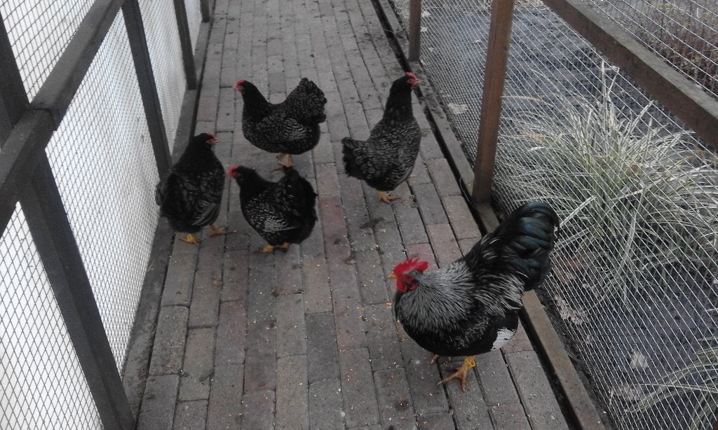 Broedeieren van de barnevelder kriel zilver dubbel gezoomd., Geslacht onbekend, Kip