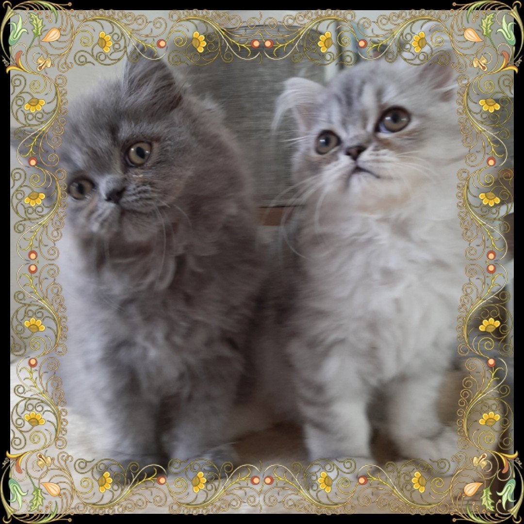 Lieve Perzische kittens, pers,Perzisch, Dieren en Toebehoren, Meerdere dieren, Gechipt, 0 tot 2 jaar