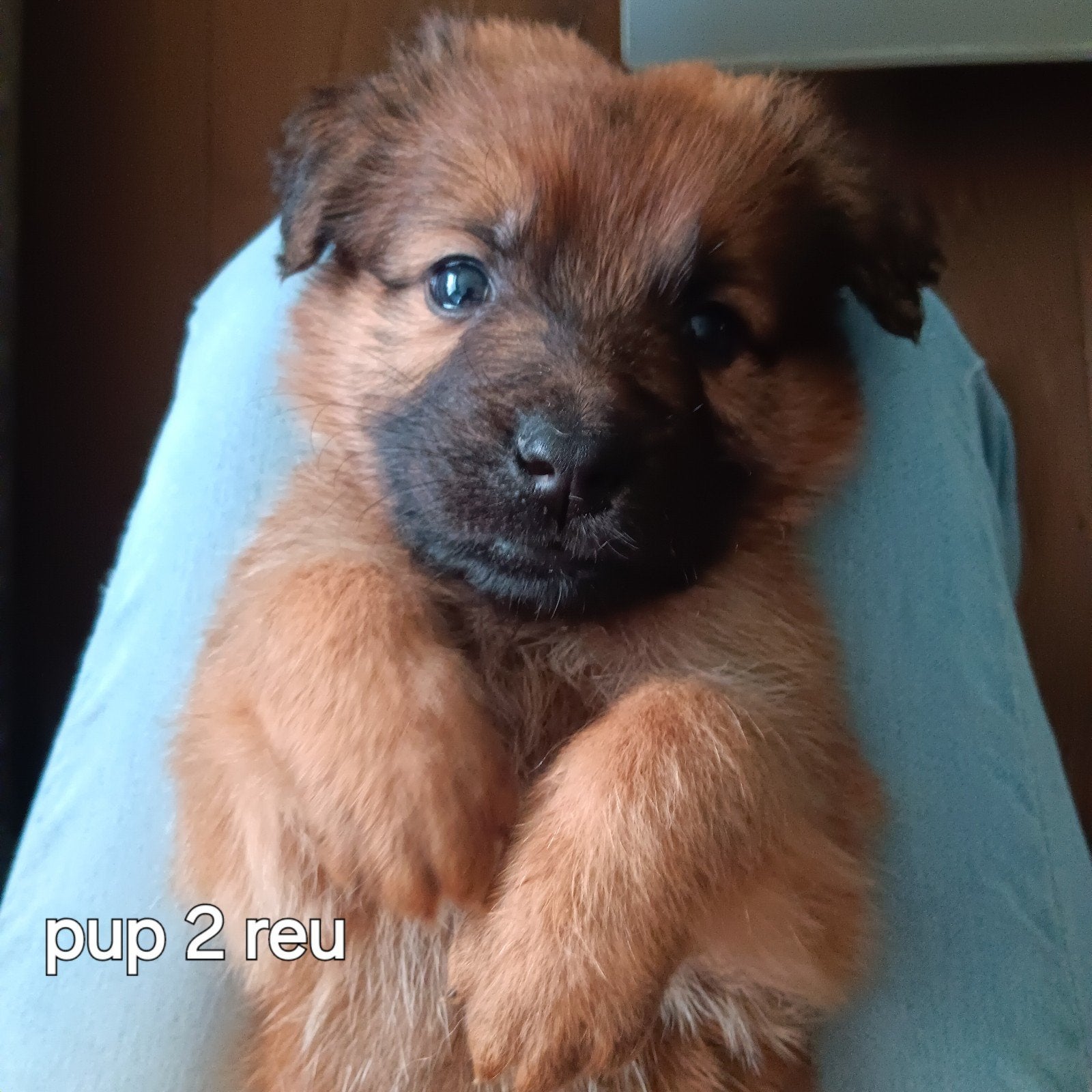 puppies leonberger/ oud duitse herder, Overige rassen, 8 tot 15 weken, Meerdere, Meerdere dieren