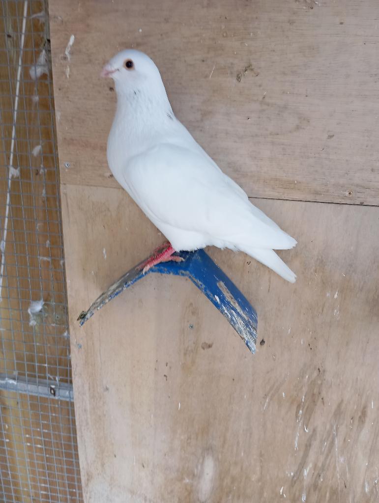 Een faded bastaard  en 2 jonge duiven, Mannelijk, Kropper