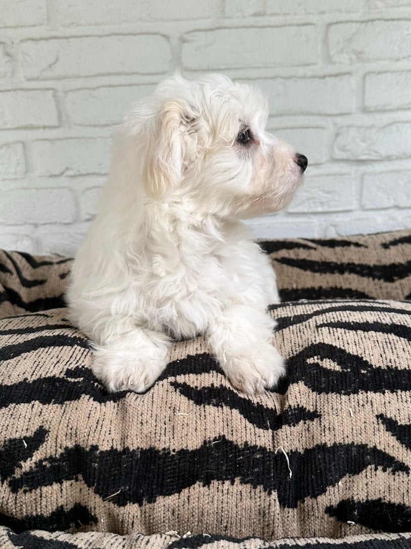 Maltipoo pup laatste uit het nestje, Dieren en Toebehoren, Honden | Chihuahua's en Gezelschapshonden, Parvo, Nederland, Overige rassen