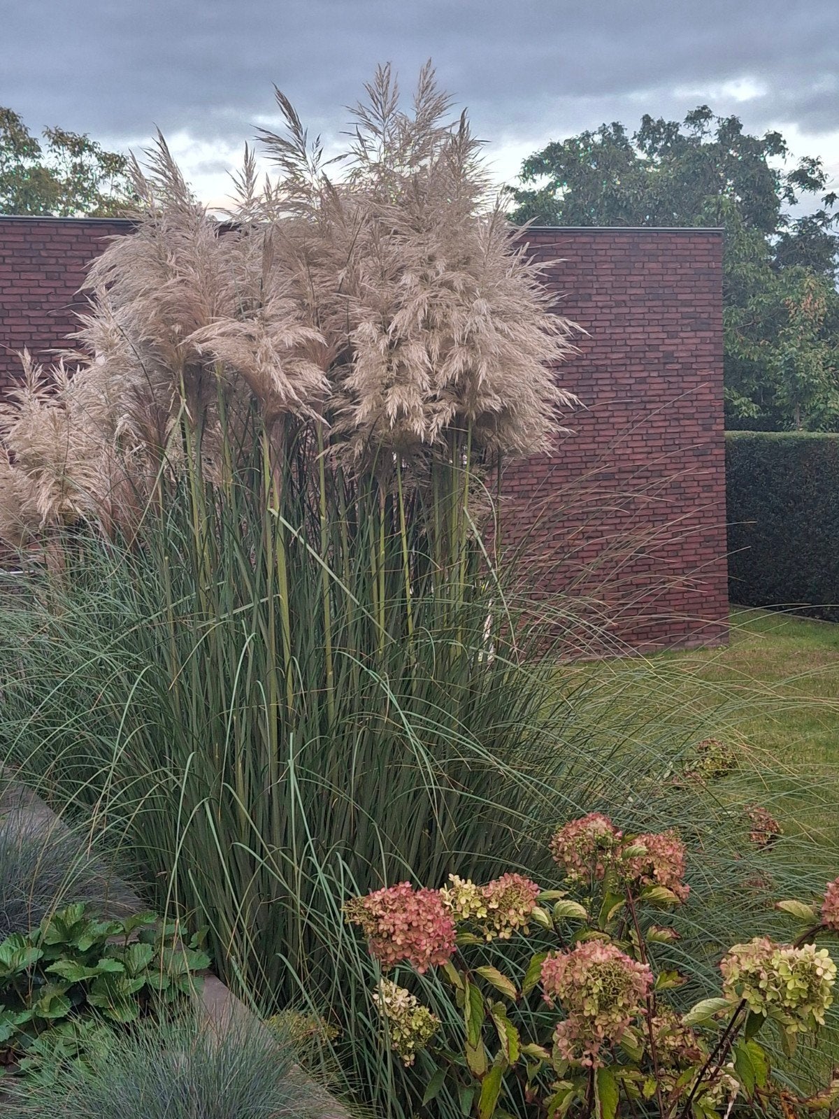 Pampas pluimen - Siergras voor een prachtige tuin, Ophalen, Volle zon, Vaste plant, Siergrassen
