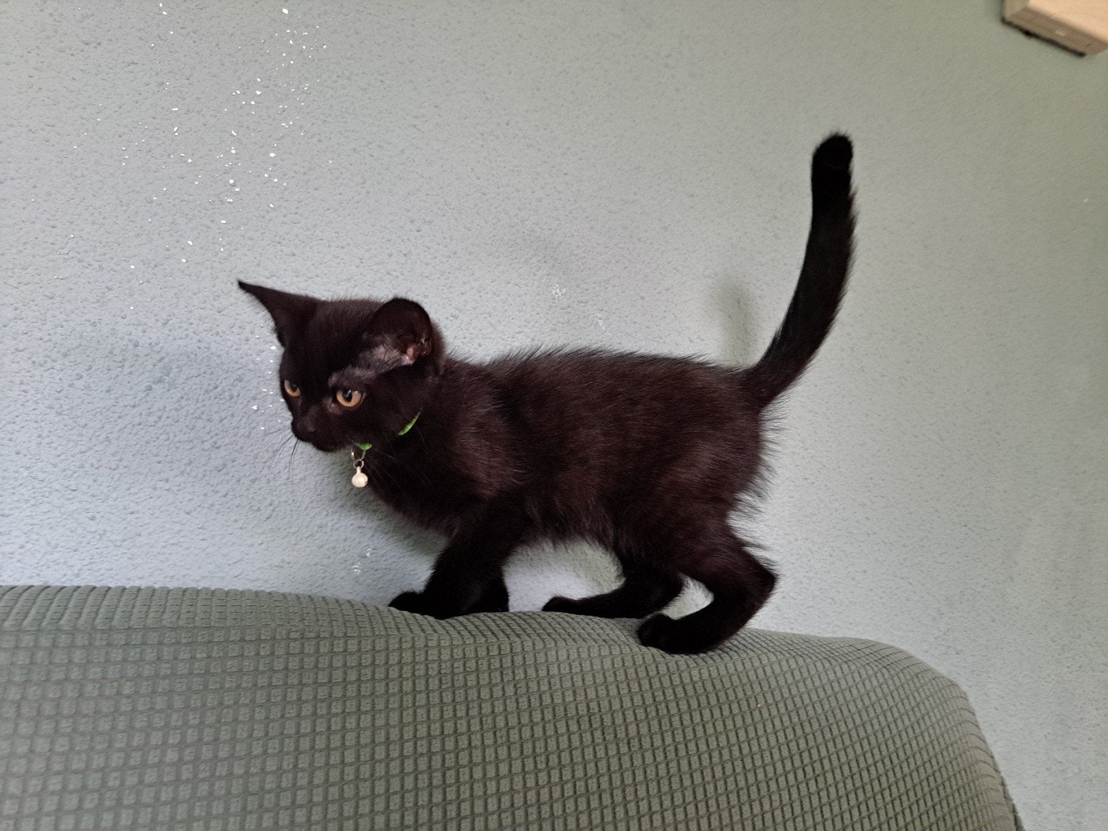 Lieve mooie kitten, volledig gevaccineerd (2×), Poes