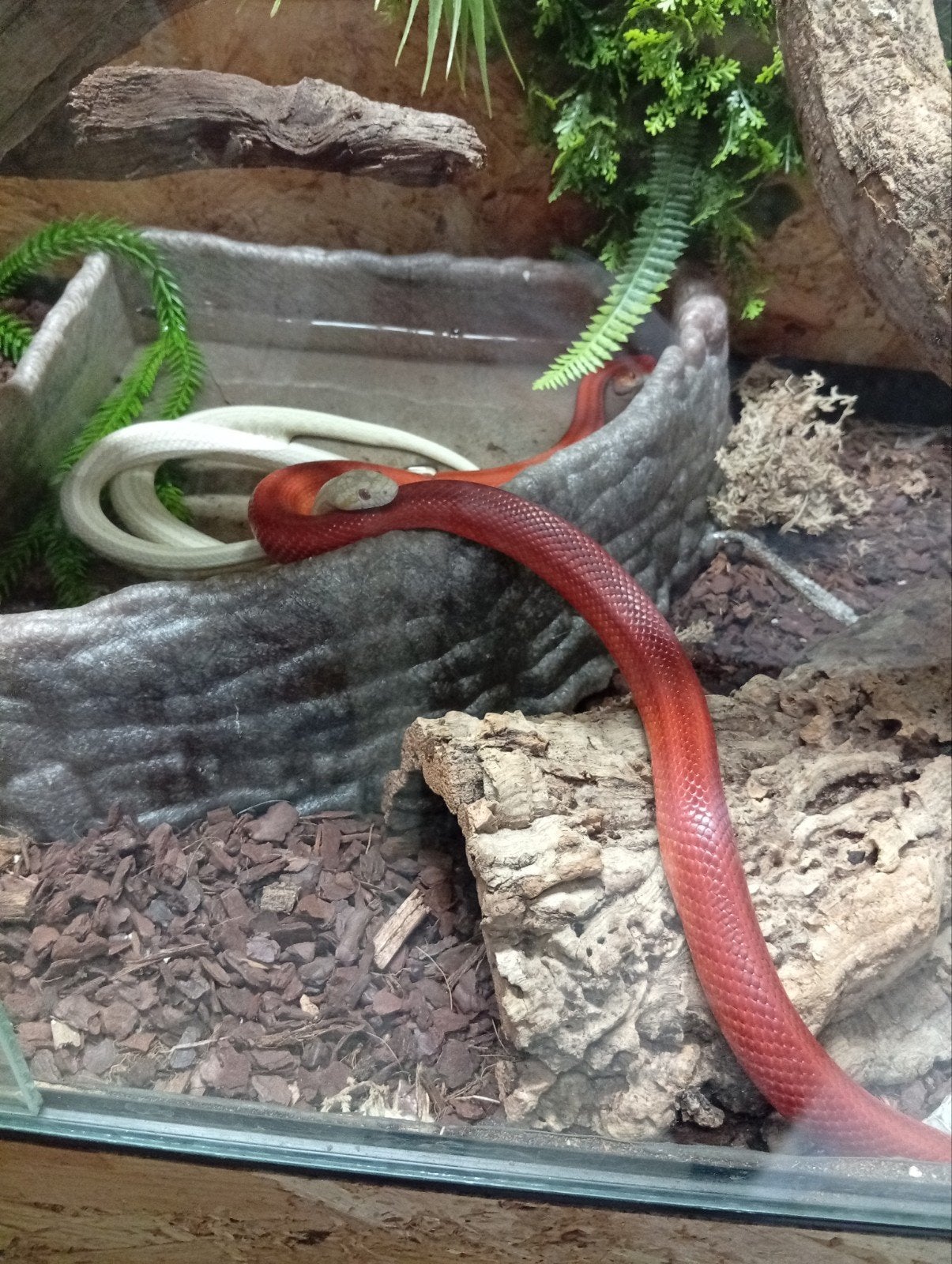 terraria met rattenslangen Rat Snake - unknown for sale from tara voorbach