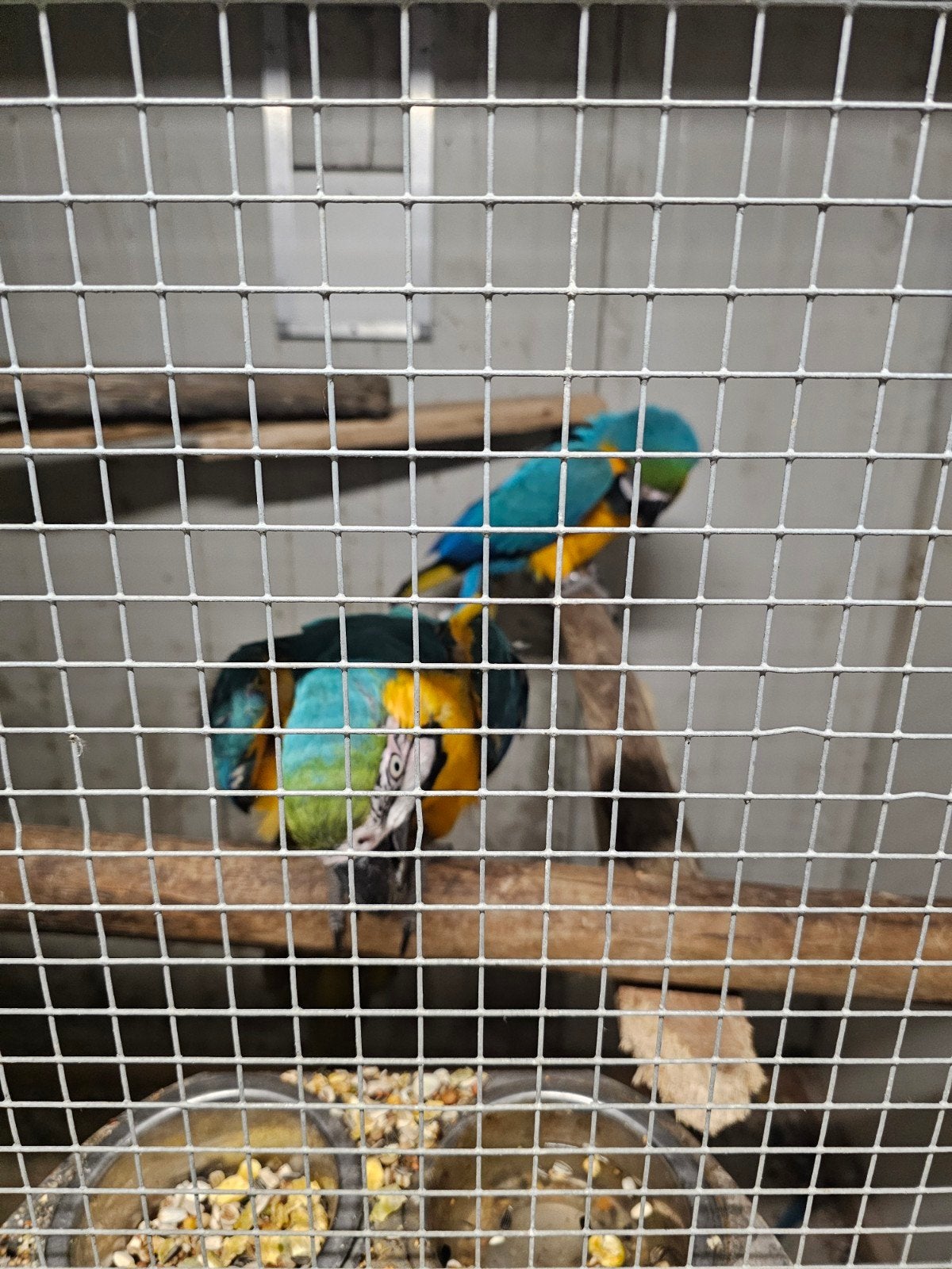 Koppel aras, Meerdere dieren, Papegaai, Geringd