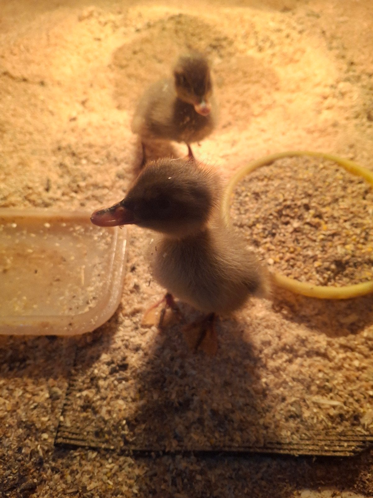 Indische loopeend kuikens,  1 dag oud, Geslacht onbekend, Eend