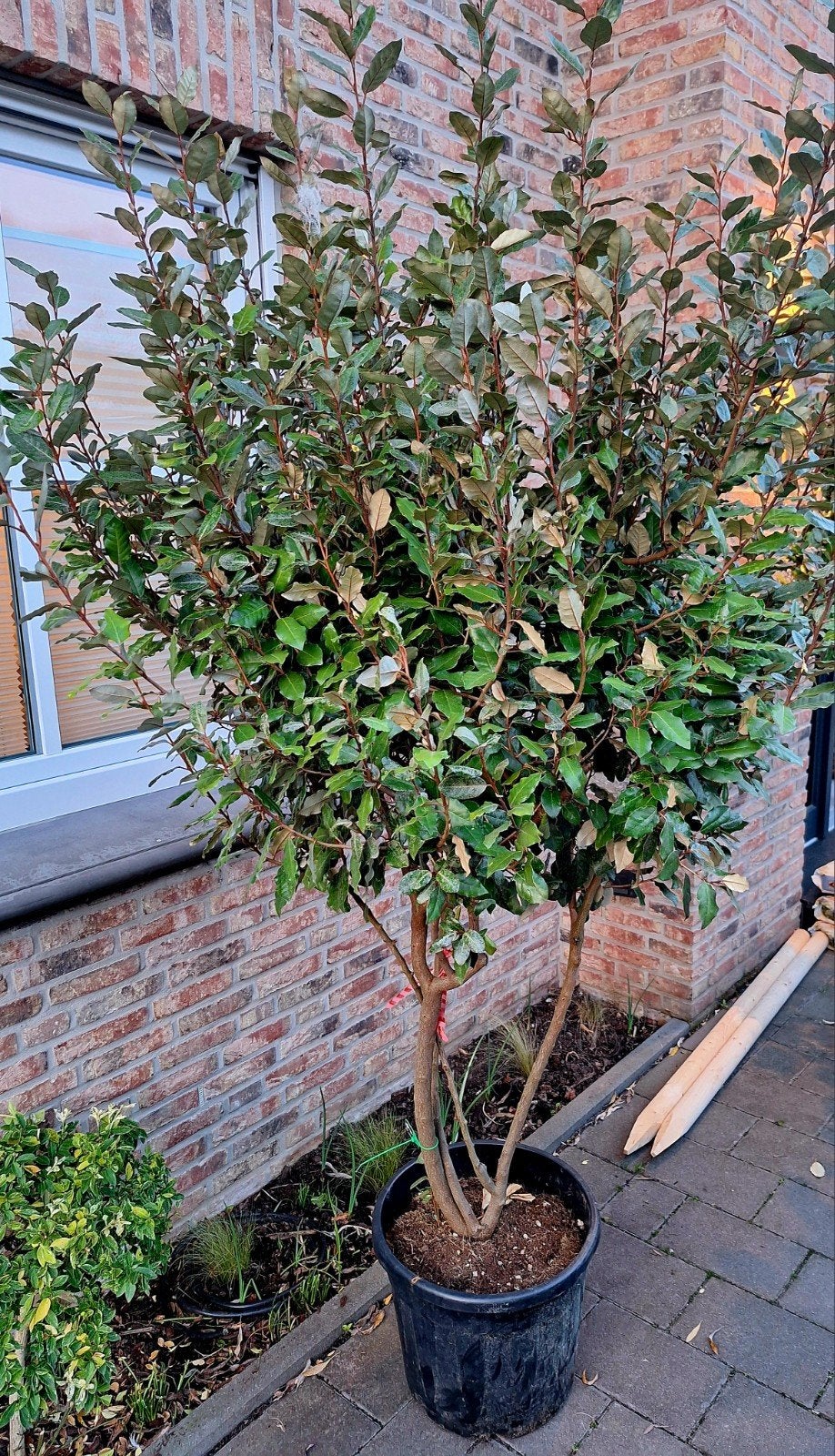Elaeagnus Ebbingei olijfwilg 🌳 meerstammig 🌳, Ophalen