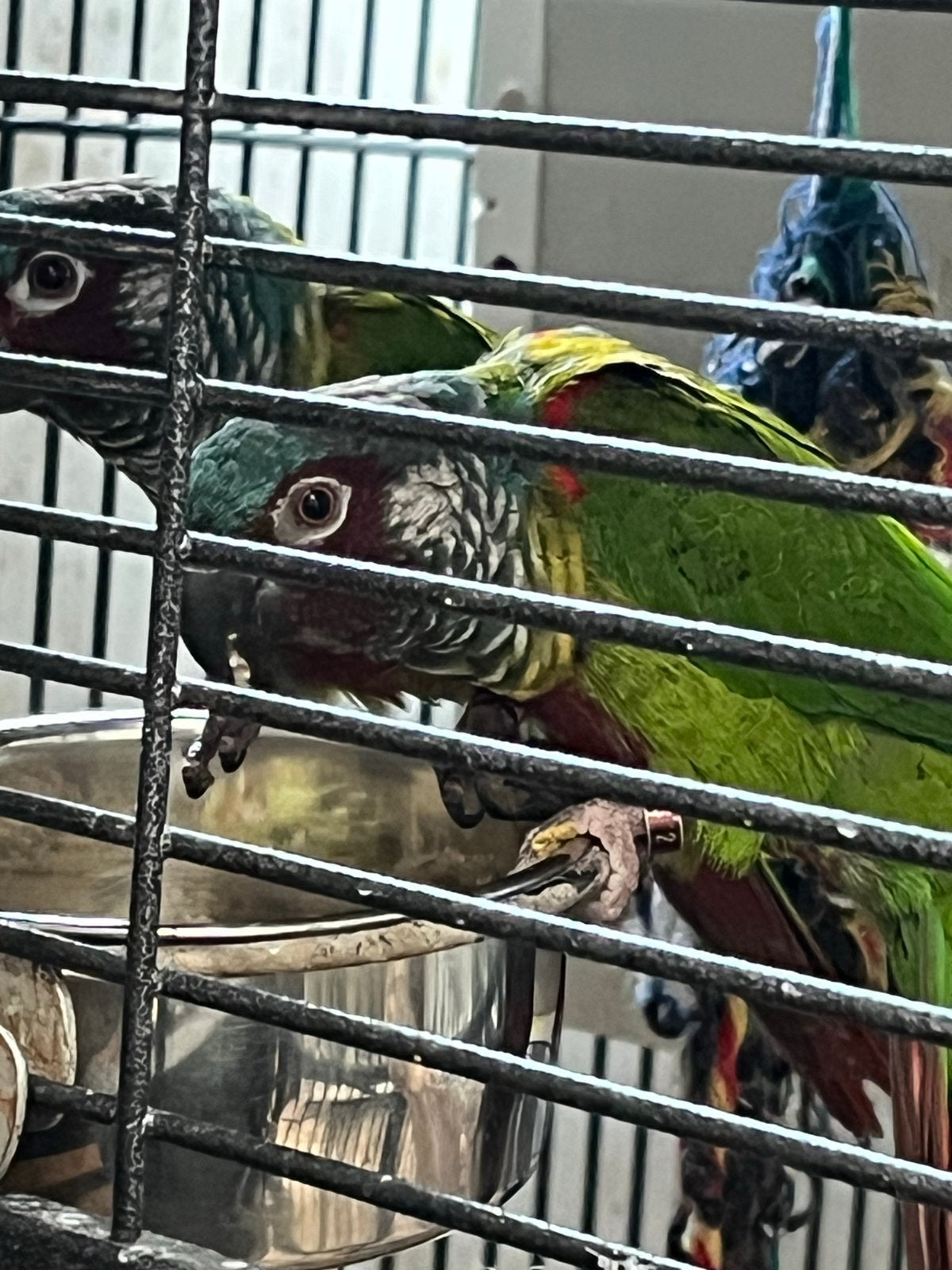 Koppel Groenwangparkieten te koop, Dieren en Toebehoren, Vogels | Parkieten en Papegaaien, Meerdere dieren, Parkiet, Geringd