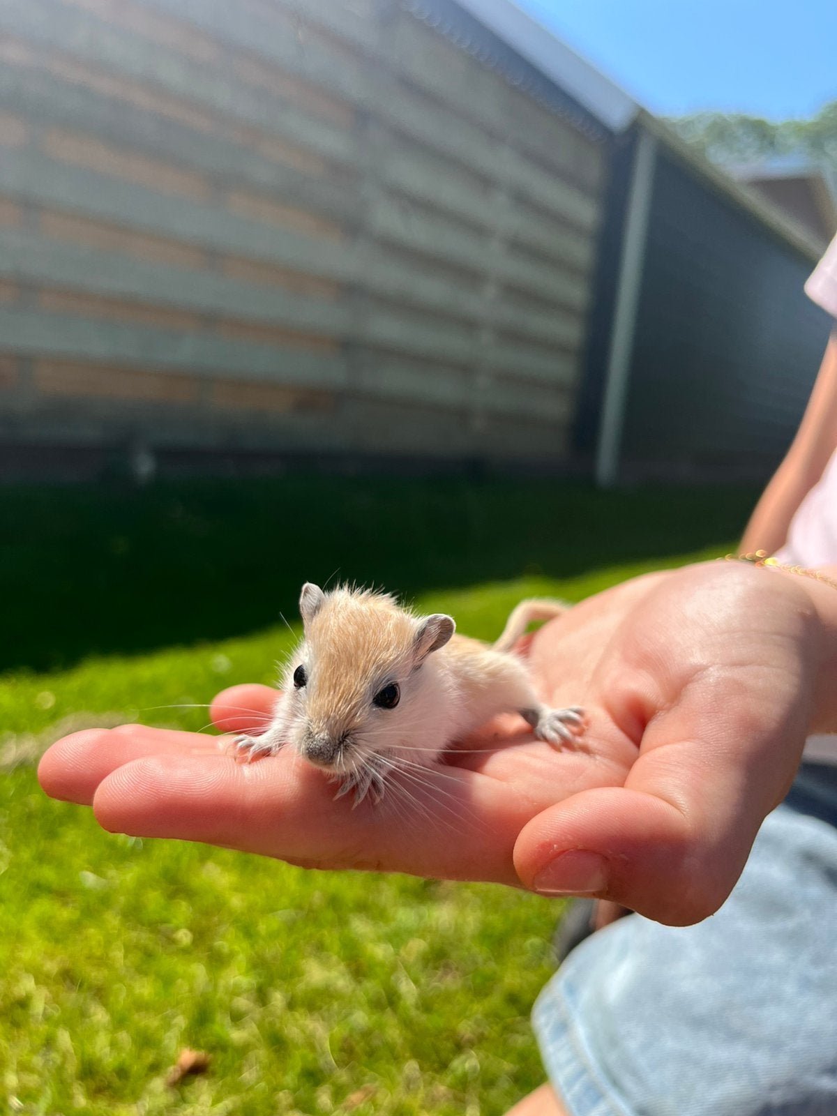 Superlieve handtamme Gerbils!, Mei, Meerdere dieren, Overige typen, Tam