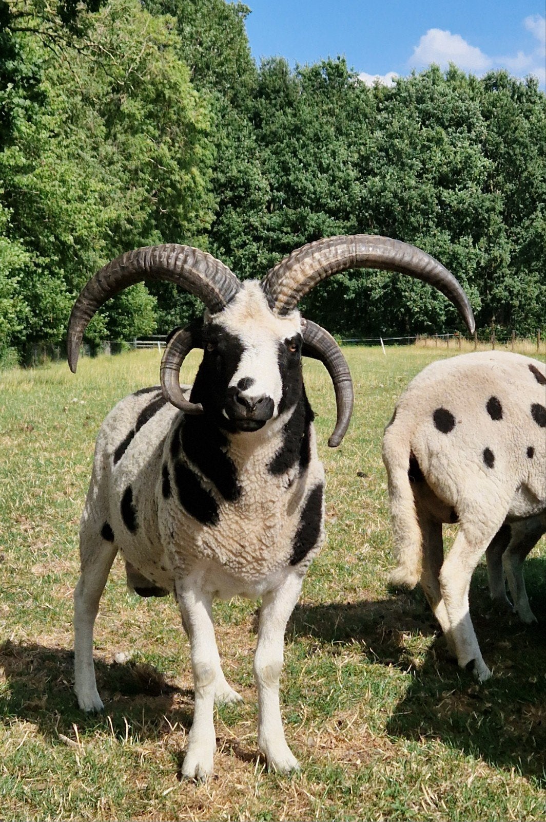 Prachtige Jacob dekram 2025, Dieren en Toebehoren, Mannelijk, Schaap, 0 tot 2 jaar