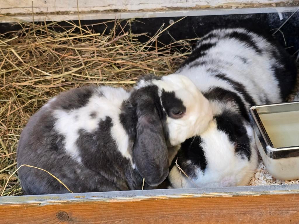 Super lief,tam,mooi en verliefd koppel nhd rex hangoordwerg, Dieren en Toebehoren, Konijnen, Meerdere dieren, Dwerg, Hangoor, 0 tot 2 jaar