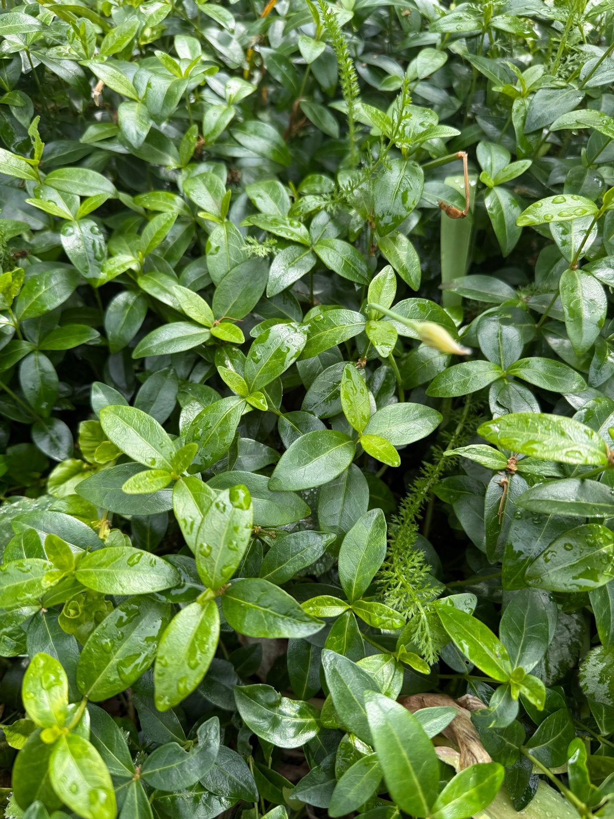 Kleine maagdenpalm (Vinca minor) - Bodembedekker, Tuin en Terras, Ophalen, Bodembedekkers, Vaste plant, Halfschaduw
