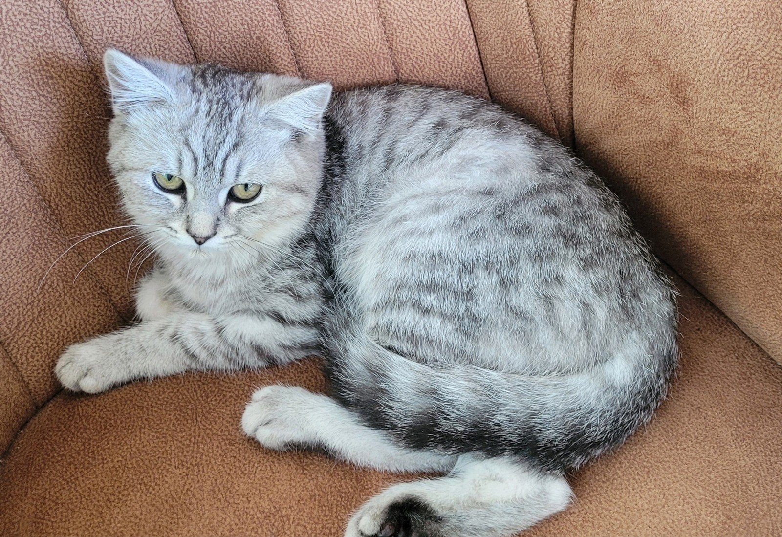 Lieve Britse korthaar kittens, Meerdere dieren, Ontwormd