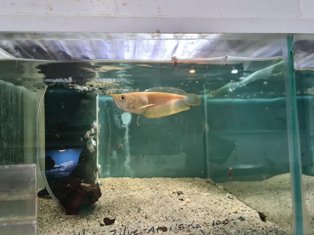 Albino Zilver Arowana, Osteoglossum Bicirrhosum Albino