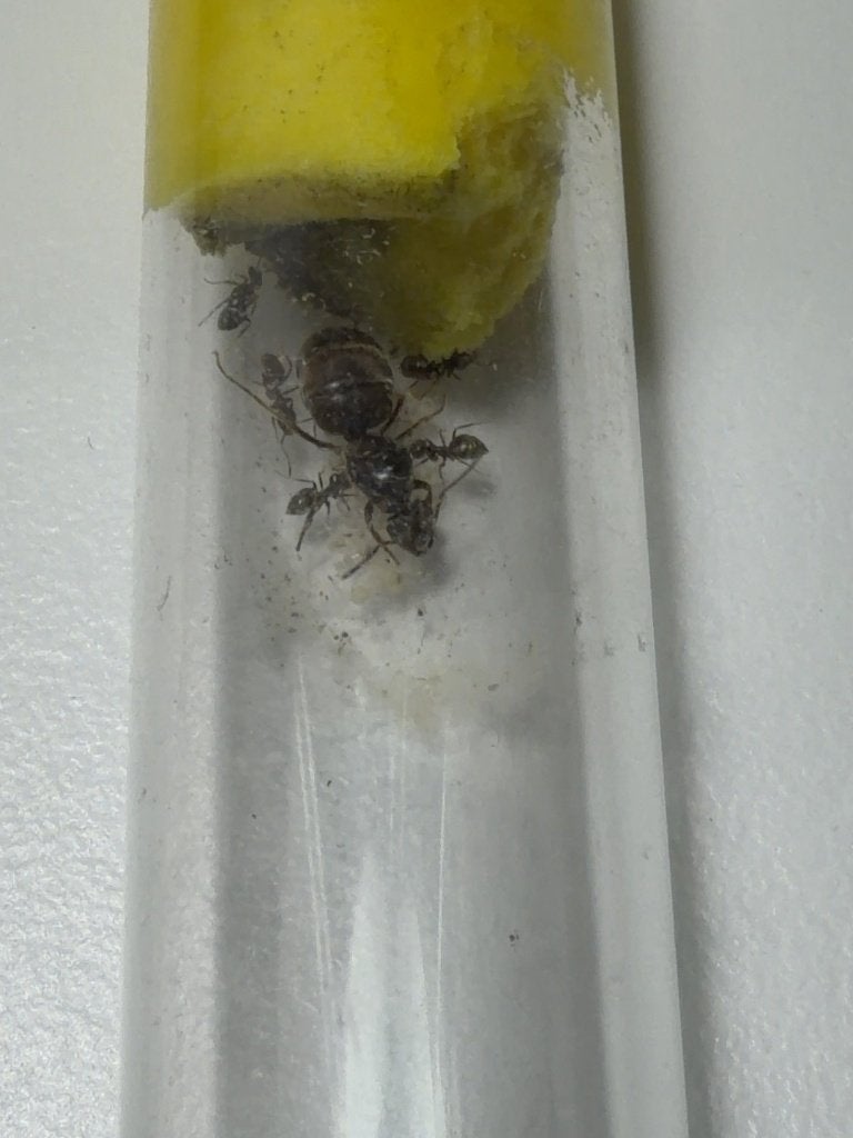 Lasius niger mierenkolonie - koningin + werksters + broed, Dieren en Toebehoren, Mieren
