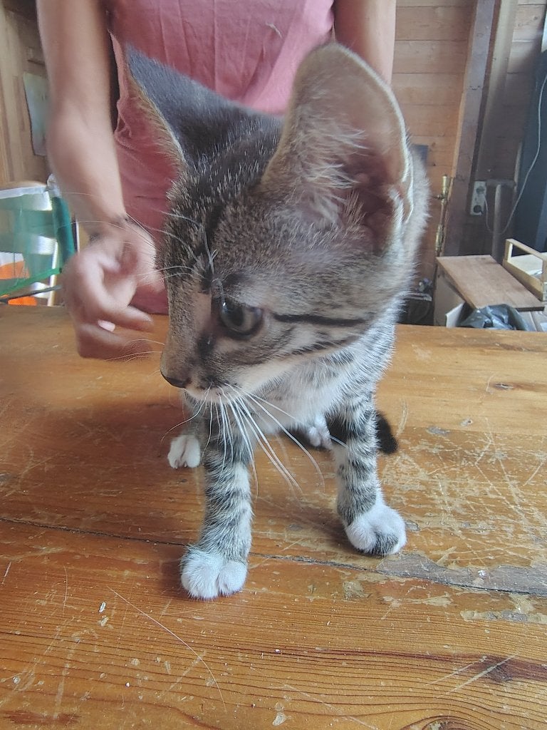 kittens half snow bengaal, Kater, Ontwormd, 0 tot 2 jaar