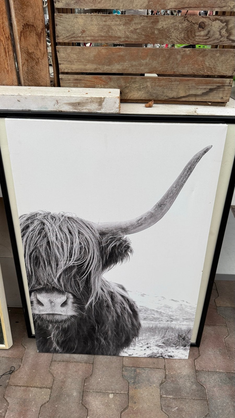 Zwart-wit foto van Schotse Hooglander, Antiek en Kunst, Ophalen of Verzenden, Foto, Fotografie, Ingelijst
