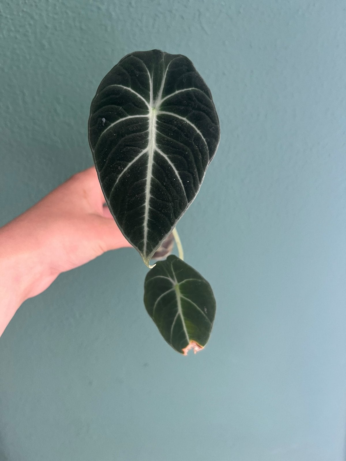 Alocasia black velvet gegroeid uit korm / knol in semi hydro, Overige soorten, Minder dan 100 cm, Groene kamerplant, Halfschaduw