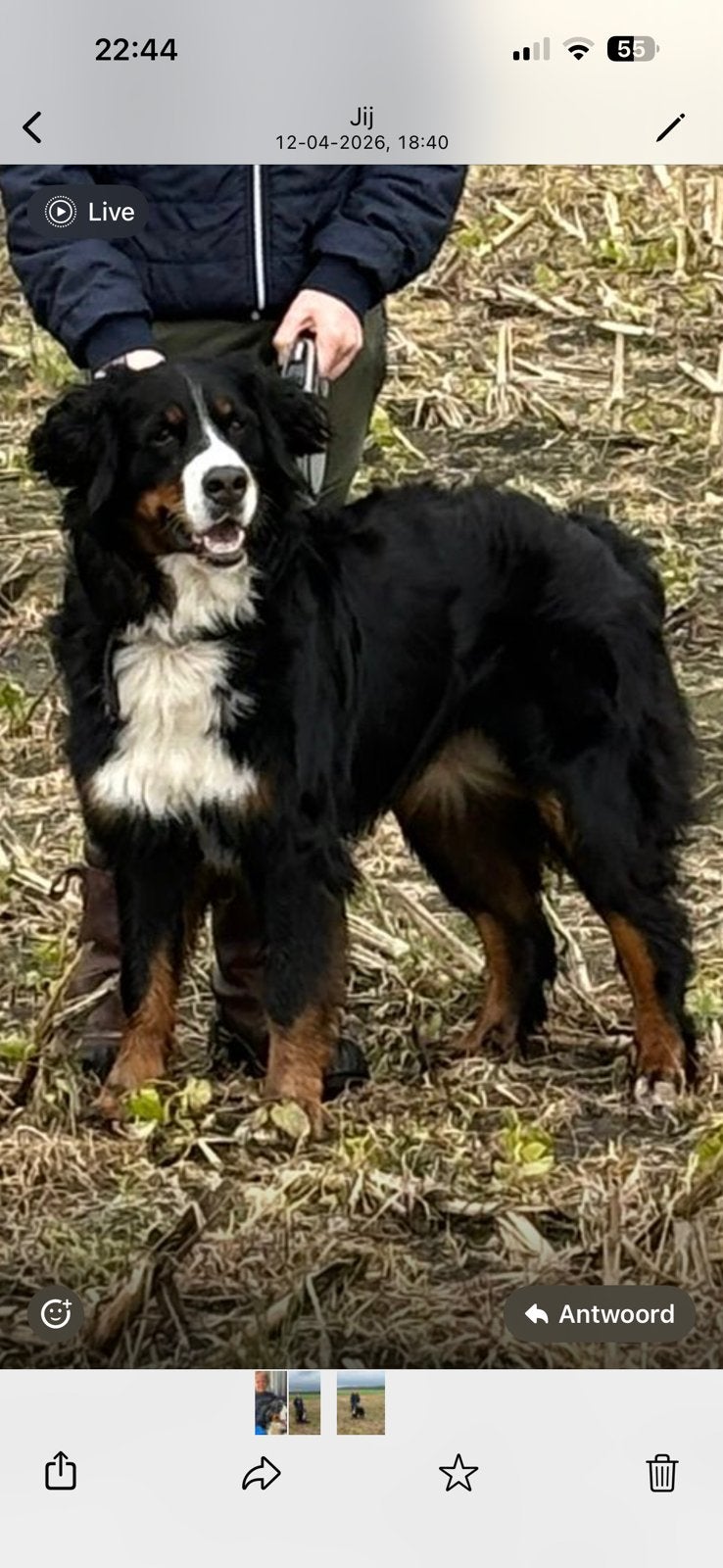 Vermist onze Berner Sennen hond Kyra, Dieren en Toebehoren, Honden | Niet-rashonden, 6 jaar of ouder, Teef, Eén hond, Nederland