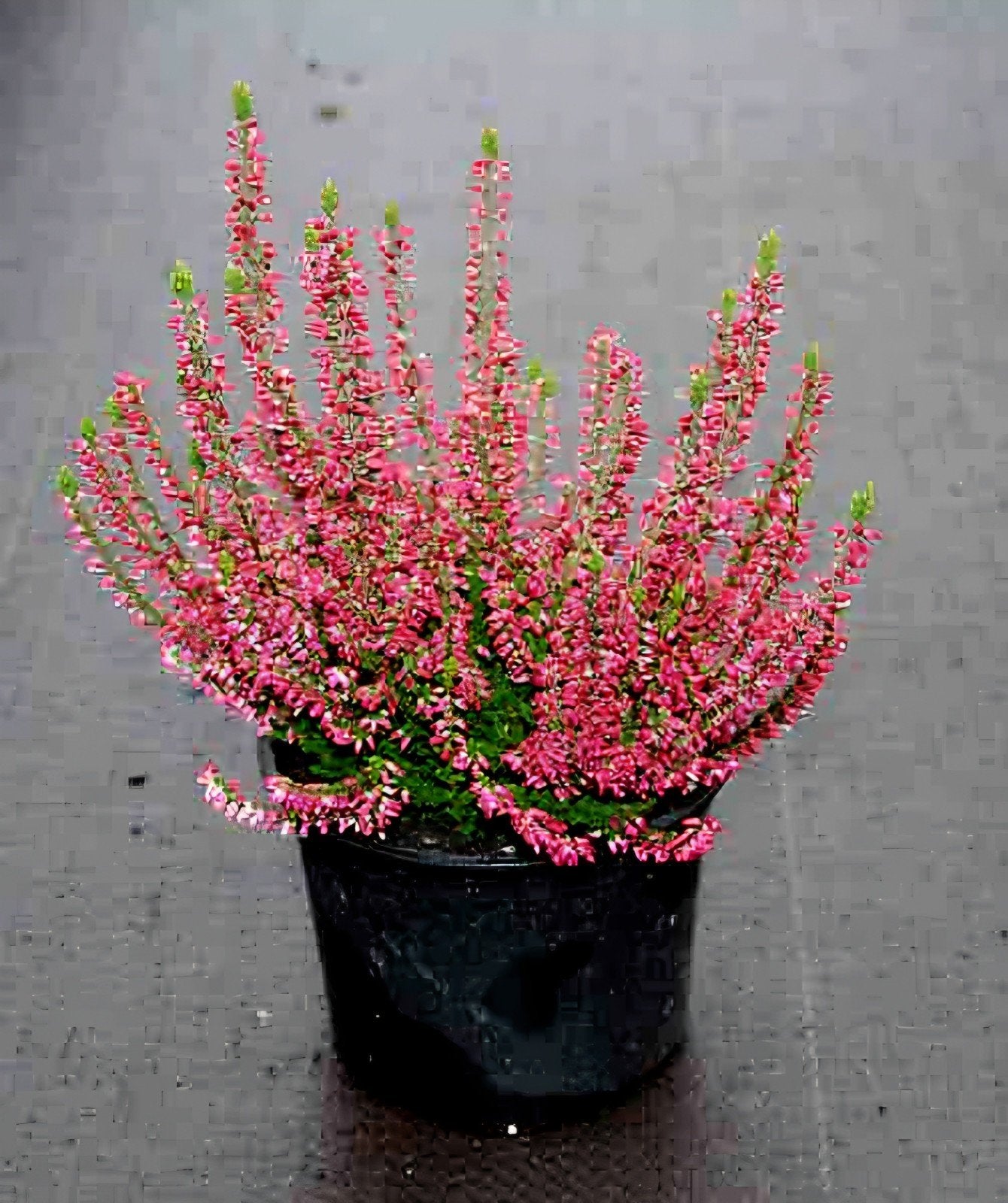 Calluna vulgaris 🌺 'Haalboom's Red' 🌺 struikheide, Tuin en Terras, Ophalen, Overige soorten, Volle zon