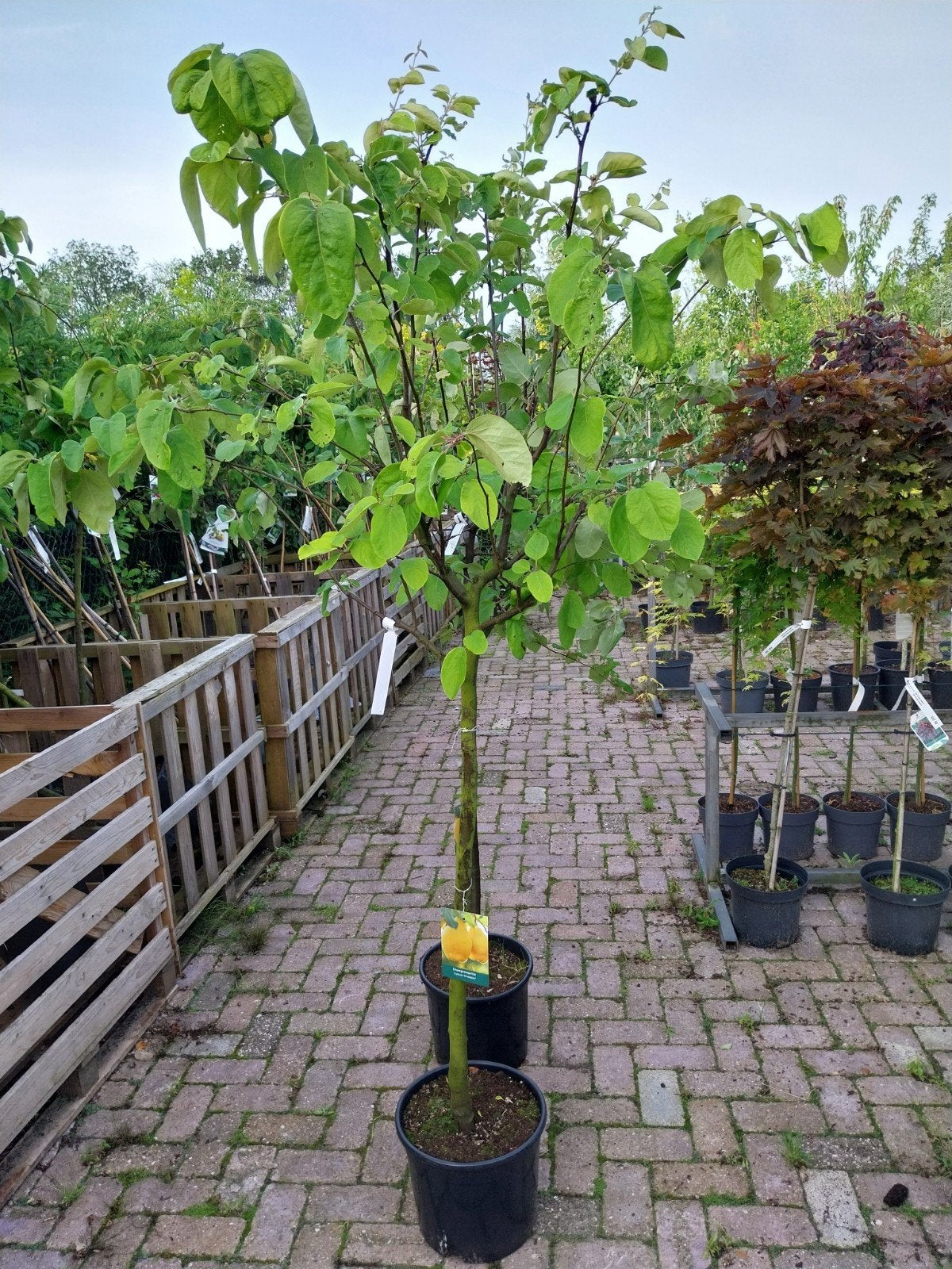 Cydonia (Kweepeer) - Diverse Soorten in Pot, Ophalen, In pot, Volle zon, Overige soorten