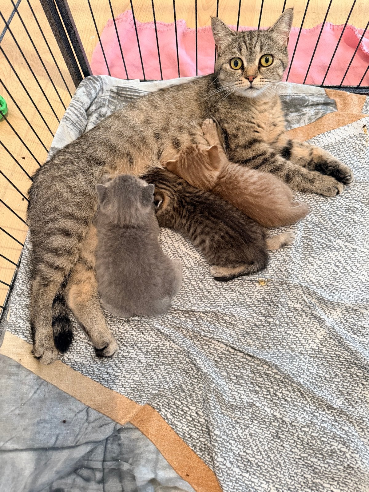 3 leuke britse korthaar kittens zoeken nieuwe huisje, Dieren en Toebehoren, Katten en Kittens | Raskatten | Korthaar, Meerdere dieren