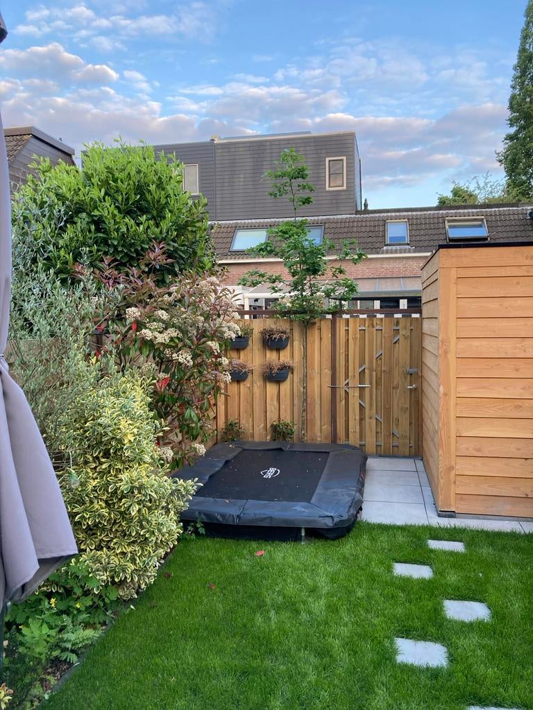 Jonge beuk (Fagus sylvatica) voor uw tuin, Ophalen, Bloeit niet, Halfschaduw, Overige soorten
