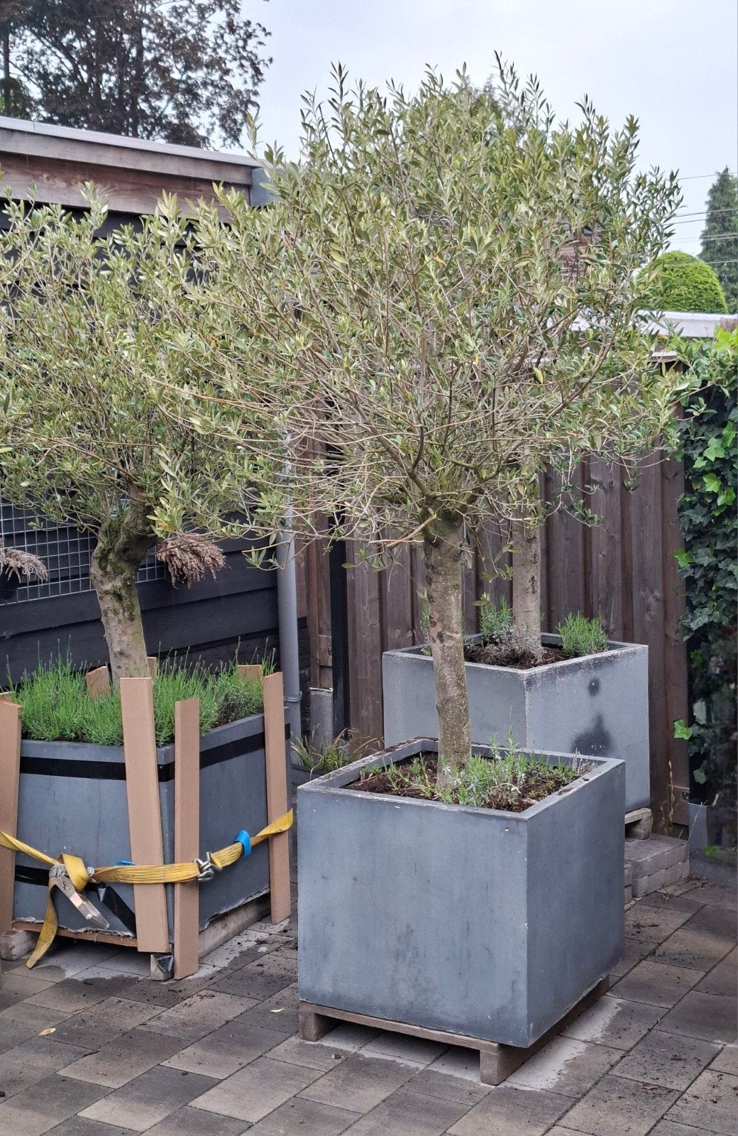 Twee olijfbomen, Tuin en Terras, Planten | Bomen, 100 tot 250 cm, Olijfboom, Zomer, Ophalen