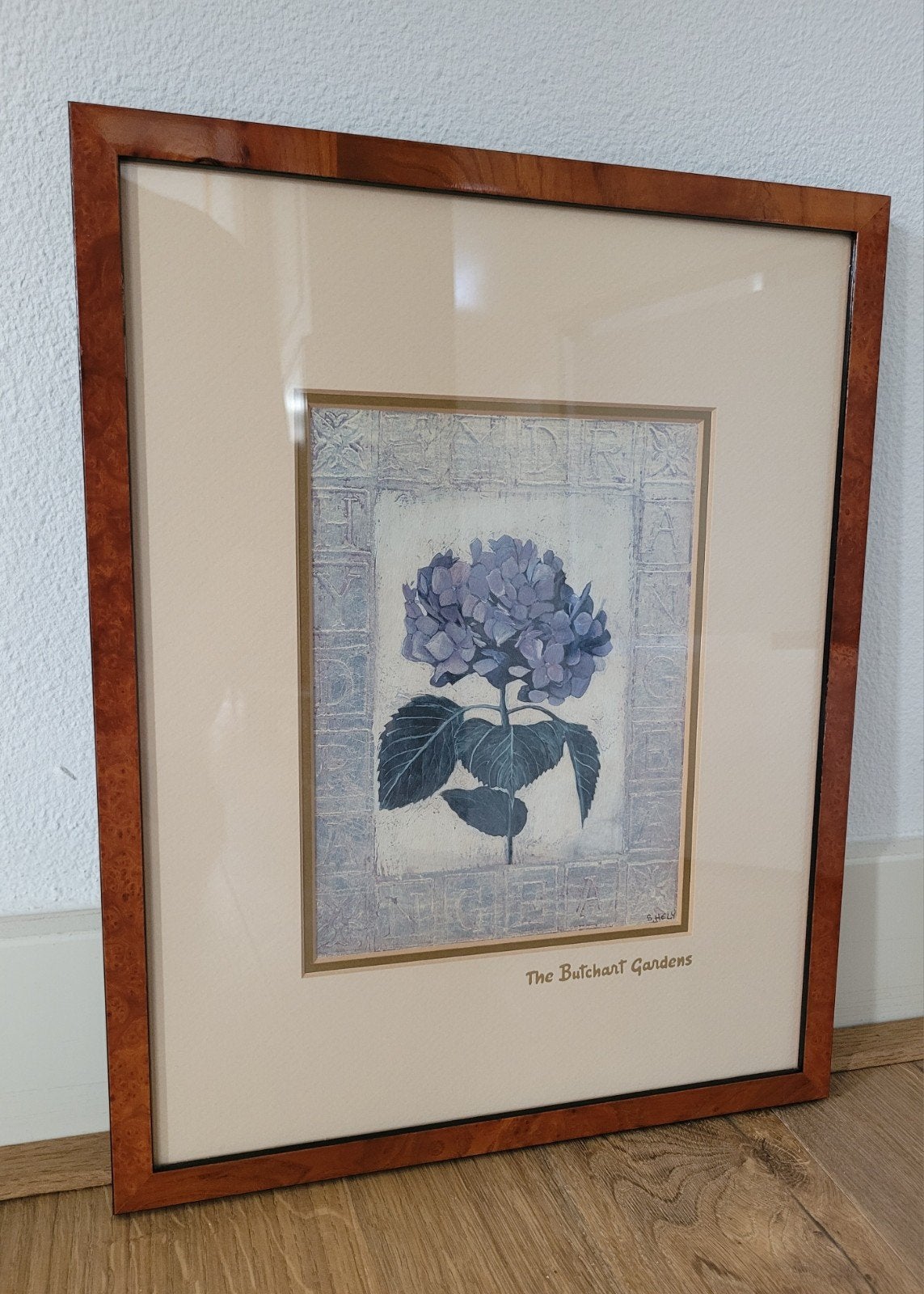 Ingelijste botanische print van de Hydrangea door S. Hely, Ophalen of Verzenden