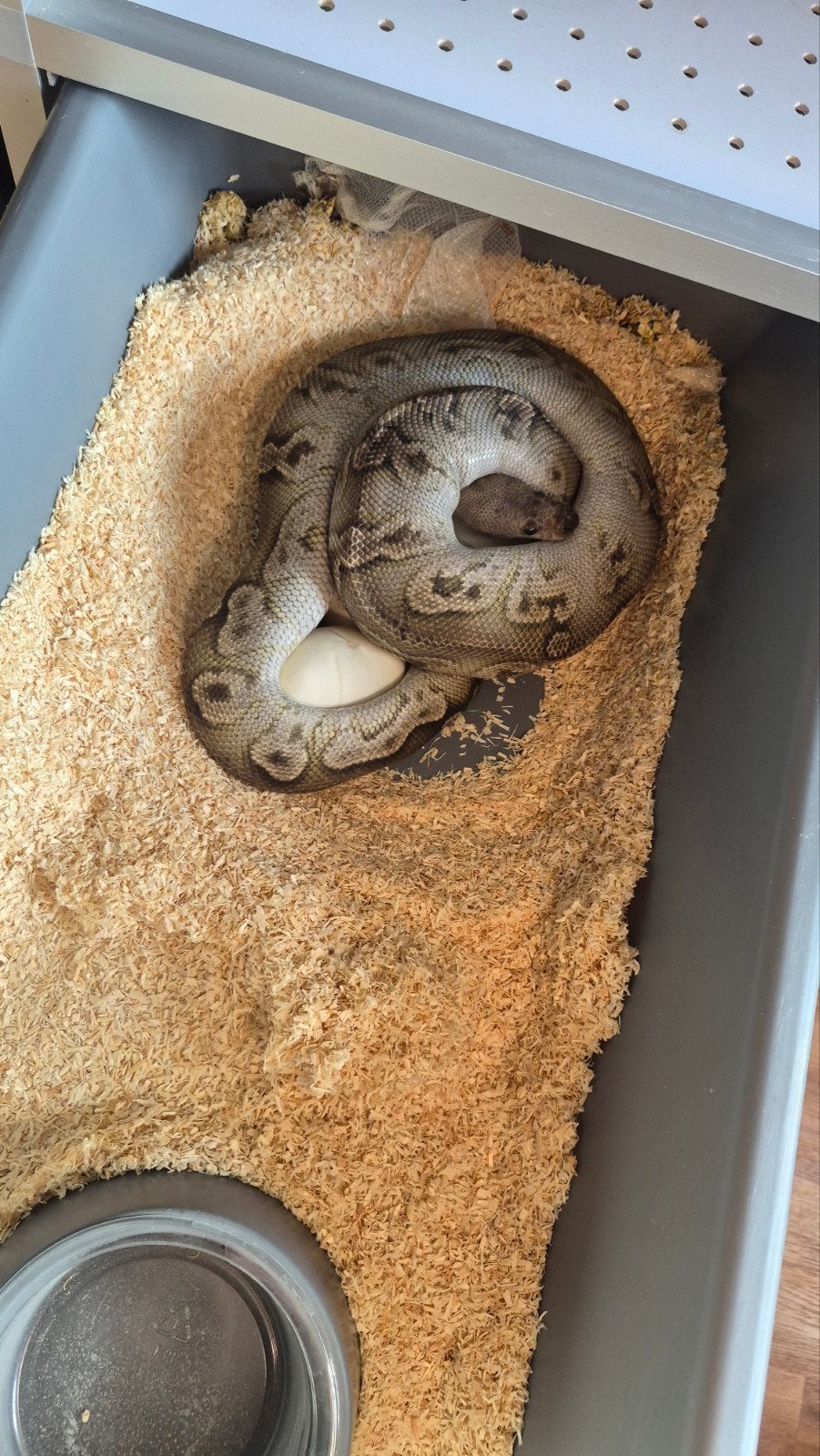kweek vrouwen ball python regius Clown Desert ghost Piebald Ball Python - female for sale from Siersma