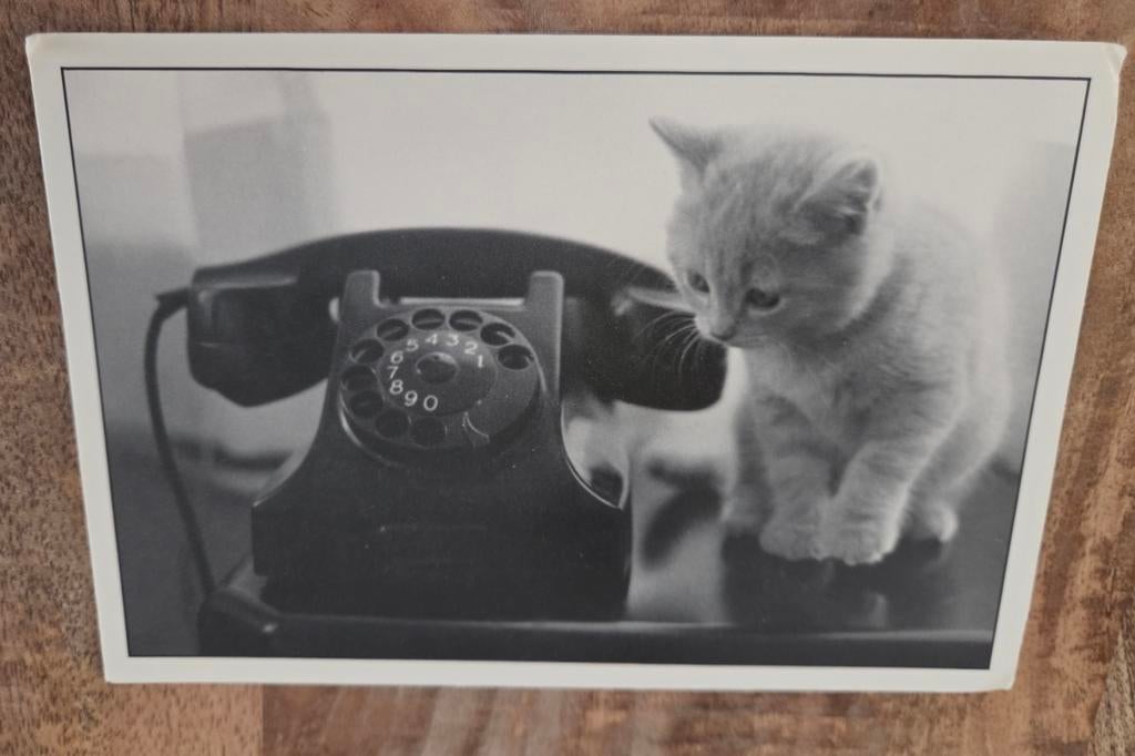 Poesje zit naast telefoon, Verzenden, 1980 tot heden, Ongelopen, Hond of Kat