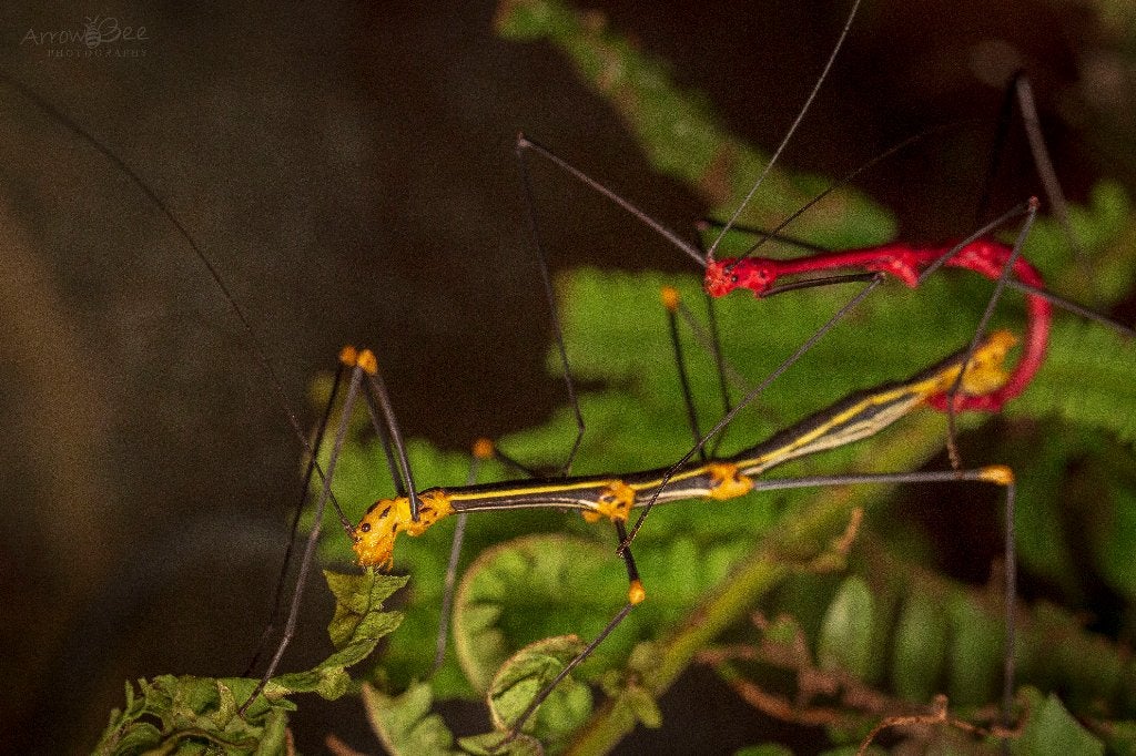 Oreophoetus peruana, bonte varentak, Dieren en Toebehoren, Insecten en Spinnen, Wandelende tak