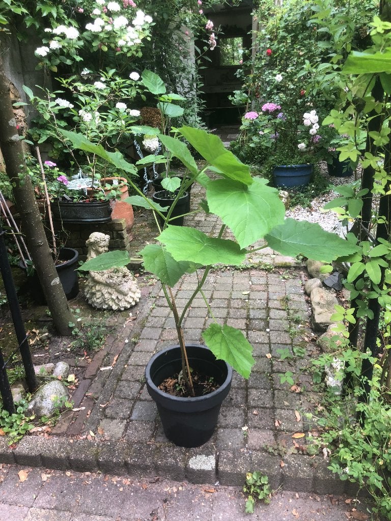 Anna Paulownia, Overige soorten, Lente, 400 cm of meer, Ophalen