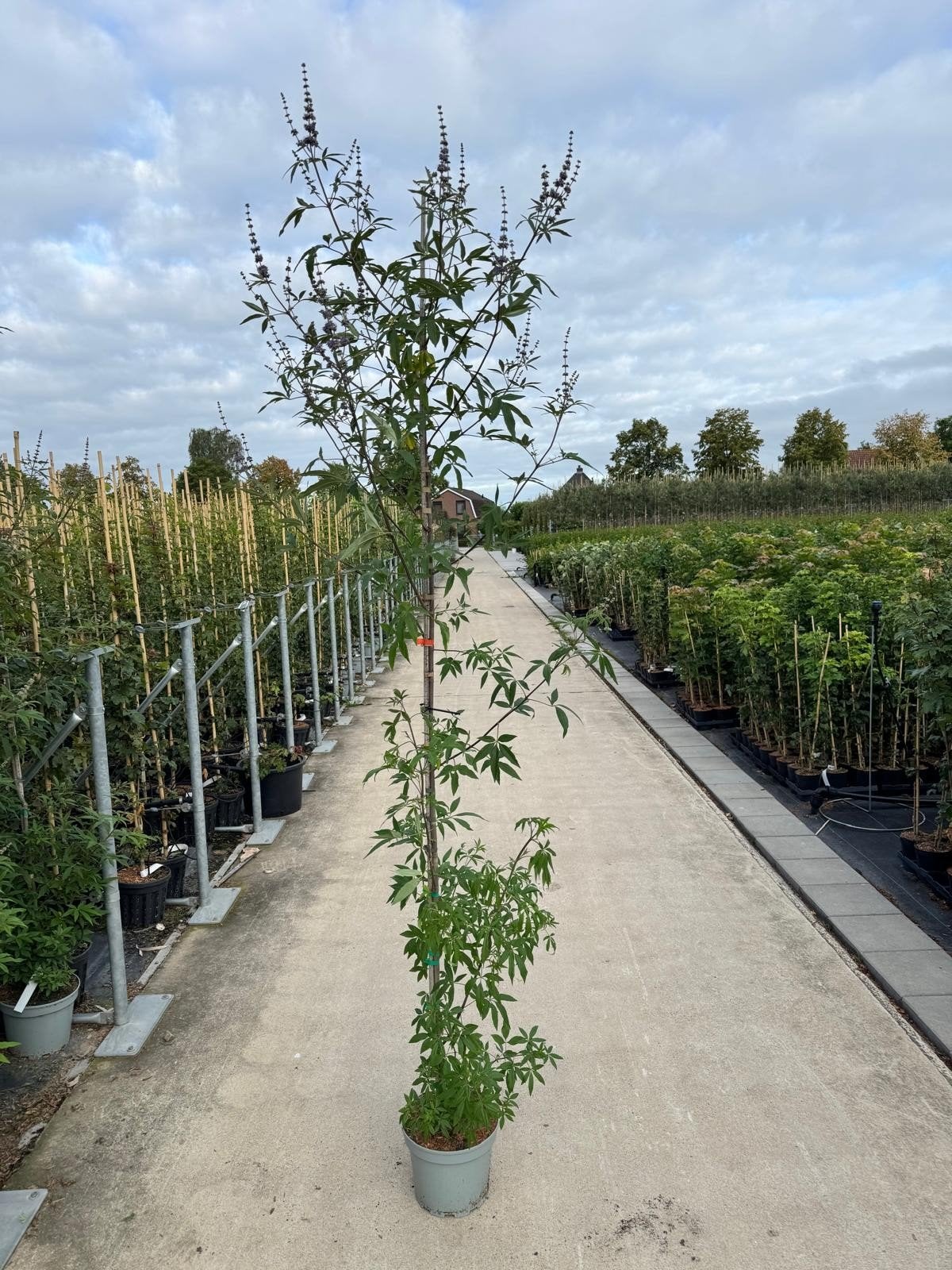 Vitex agnus-castus - Monnikspeper 200/250cm, Ophalen of Verzenden, Overige soorten, Volle zon