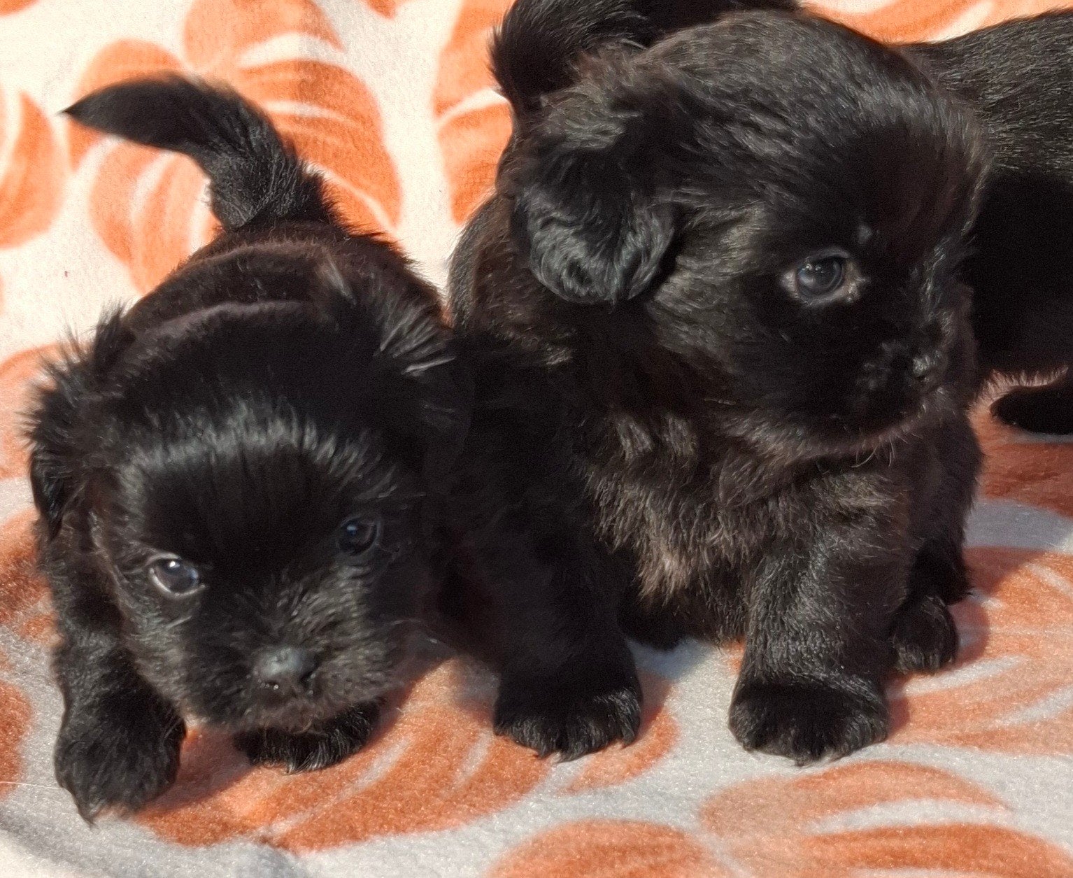 prachtige unieke Shiranian (F1) pups (Shih Tzu x Pomeriaan), Overige rassen, 8 tot 15 weken, Meerdere, Meerdere dieren