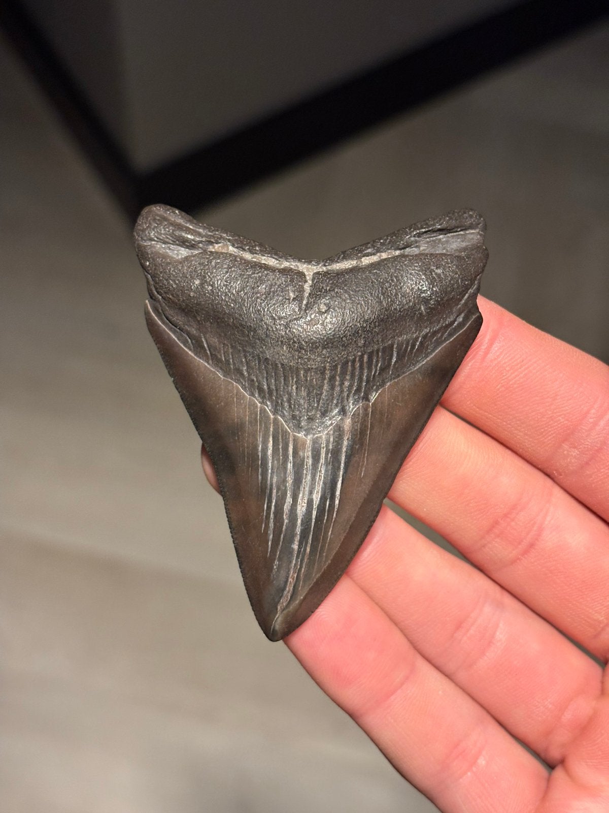 Megalodon haaientand fossiel Georgia, Verzamelen, Ophalen of Verzenden, Fossiel