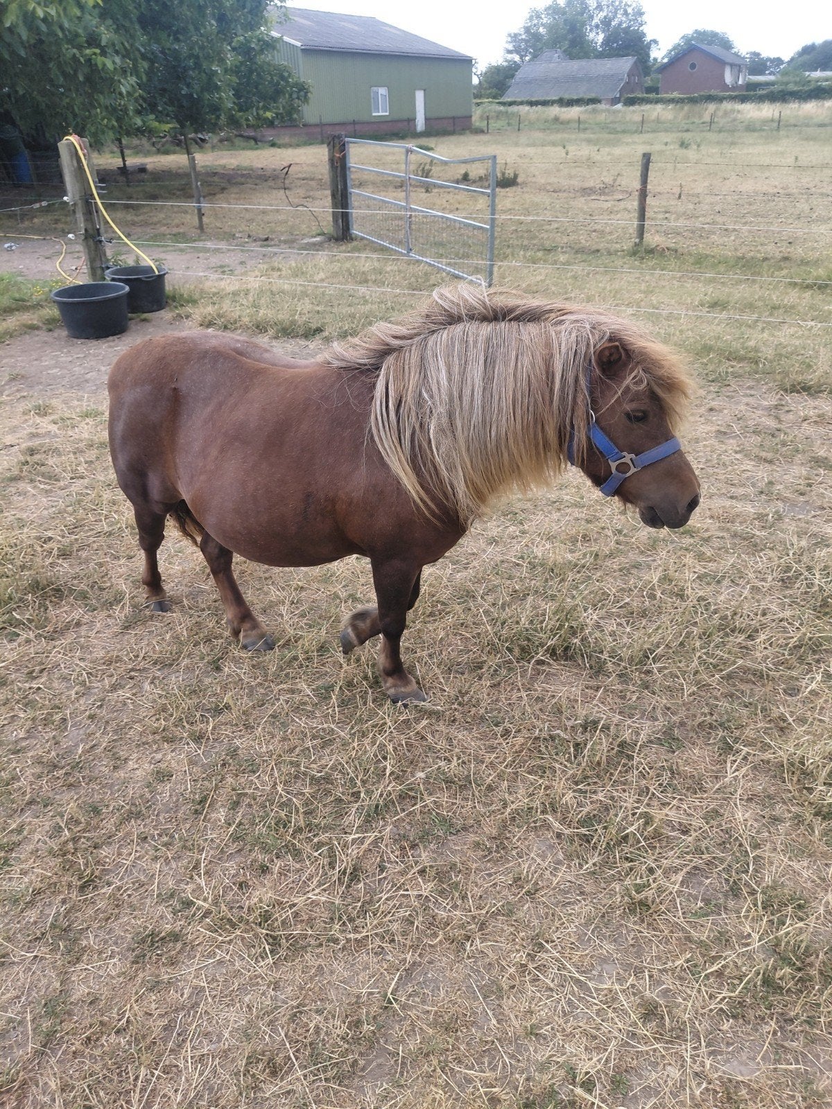 Vos kroonmerrie, Dieren en Toebehoren, Merrie