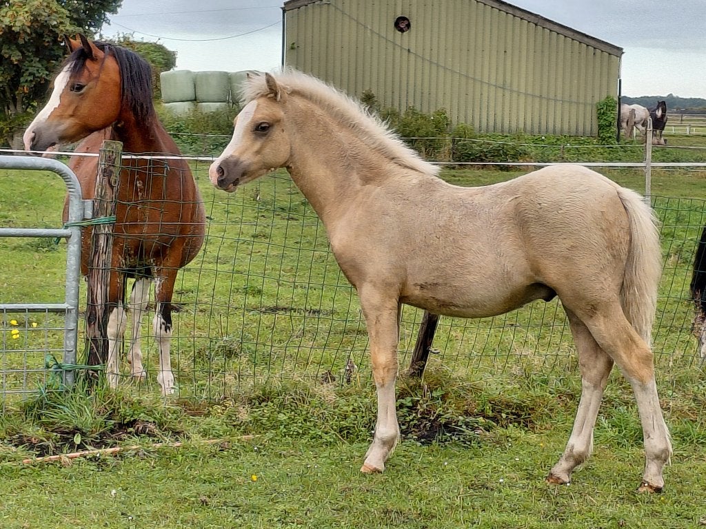 Twee Welsh A hengstveulens, palomino's, Dieren en Toebehoren, Hengst, B pony (1.17m tot 1.27m), Met stamboom, 0 tot 2 jaar