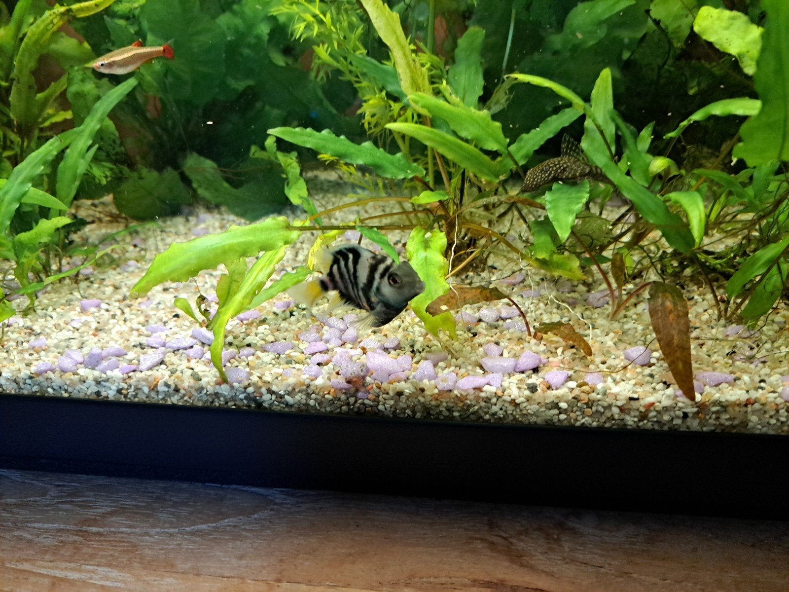 Polar Blue Parrot Cichlid 4stuks, Dieren en Toebehoren, Vis, Zoetwatervis