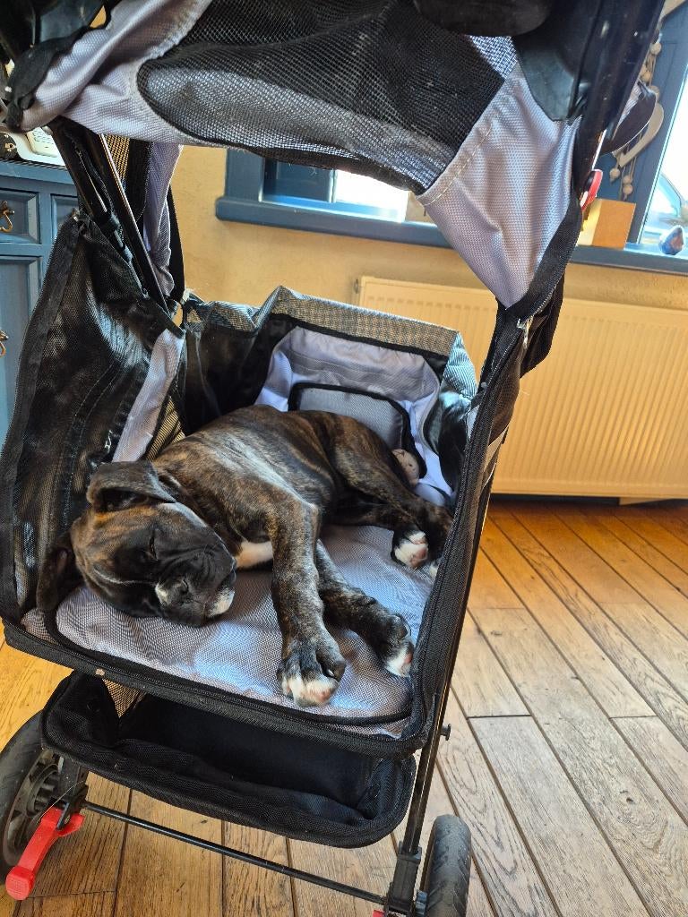 Innopet hondenbuggy, Ophalen, Zo goed als nieuw