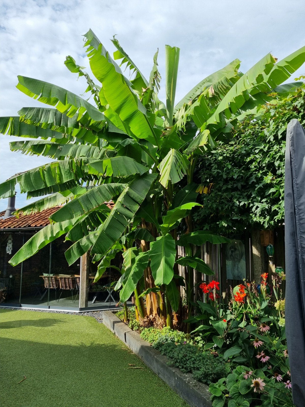 Musa Basjoo bananenplanten, Bloeit niet, Overige soorten, 100 tot 250 cm, Ophalen