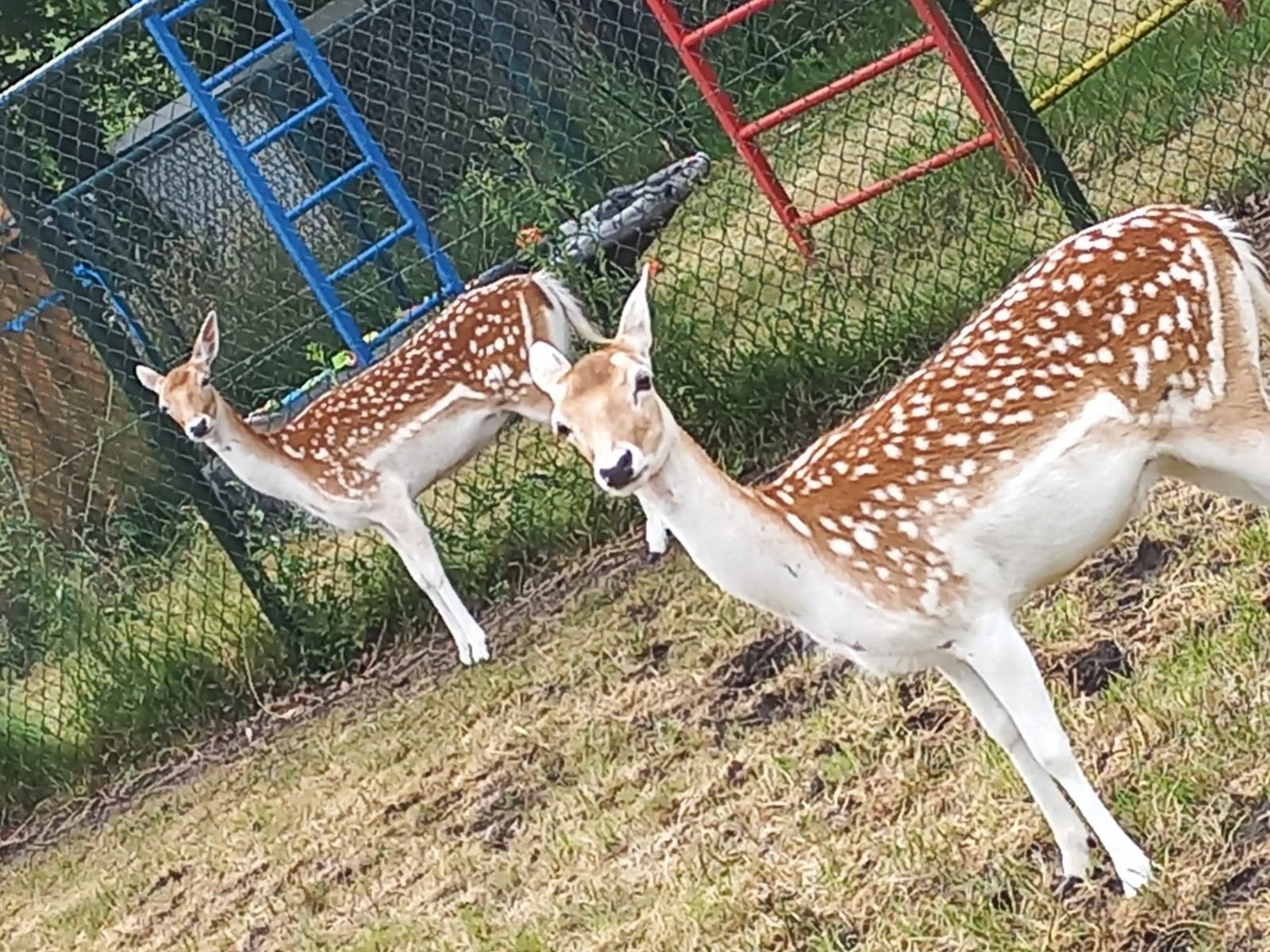 Herten en geiten te koop, Dieren en Toebehoren, Overige Dieren, Juli, Vrouwelijk