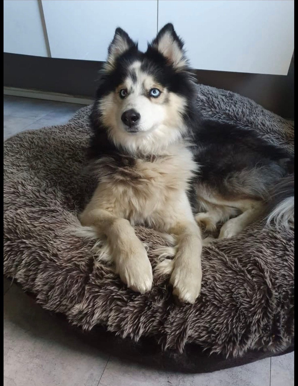 Husky Reu 5 jaar super lief zoek een nieuw huisje, Dieren en Toebehoren, Honden | Poolhonden, Keeshonden en Oertypen, Reu, Poolhond