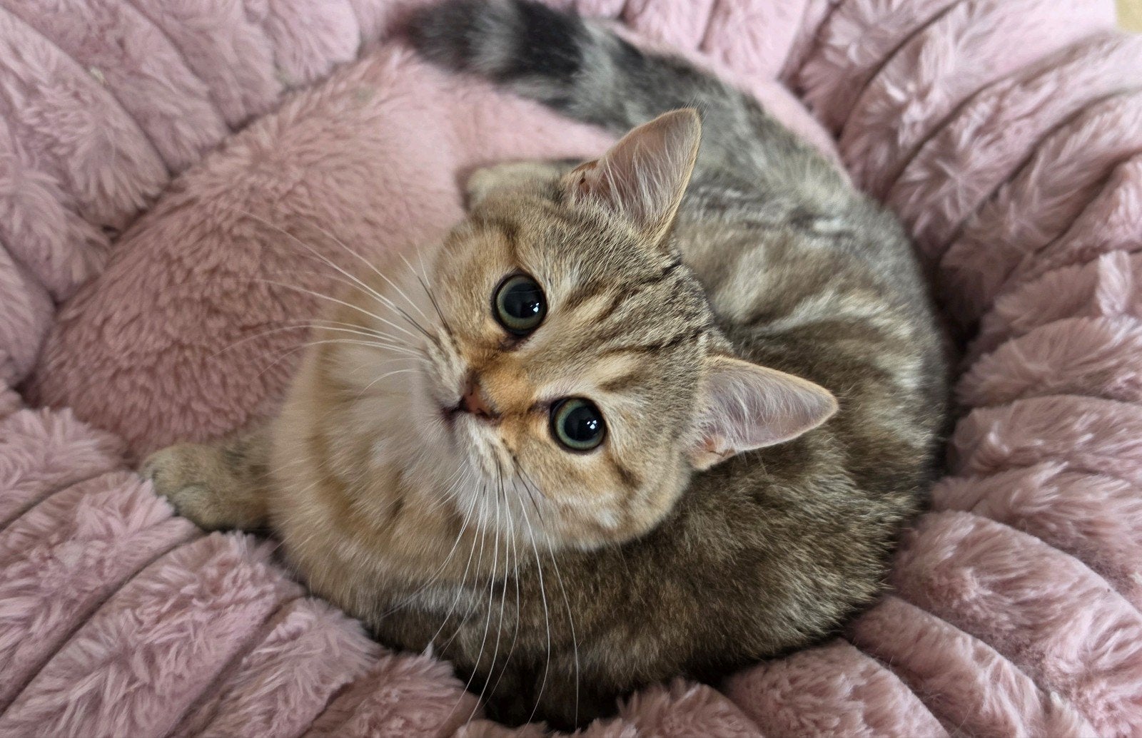 Brit x Scottish straight, Poes, Kortharig, 0 tot 2 jaar
