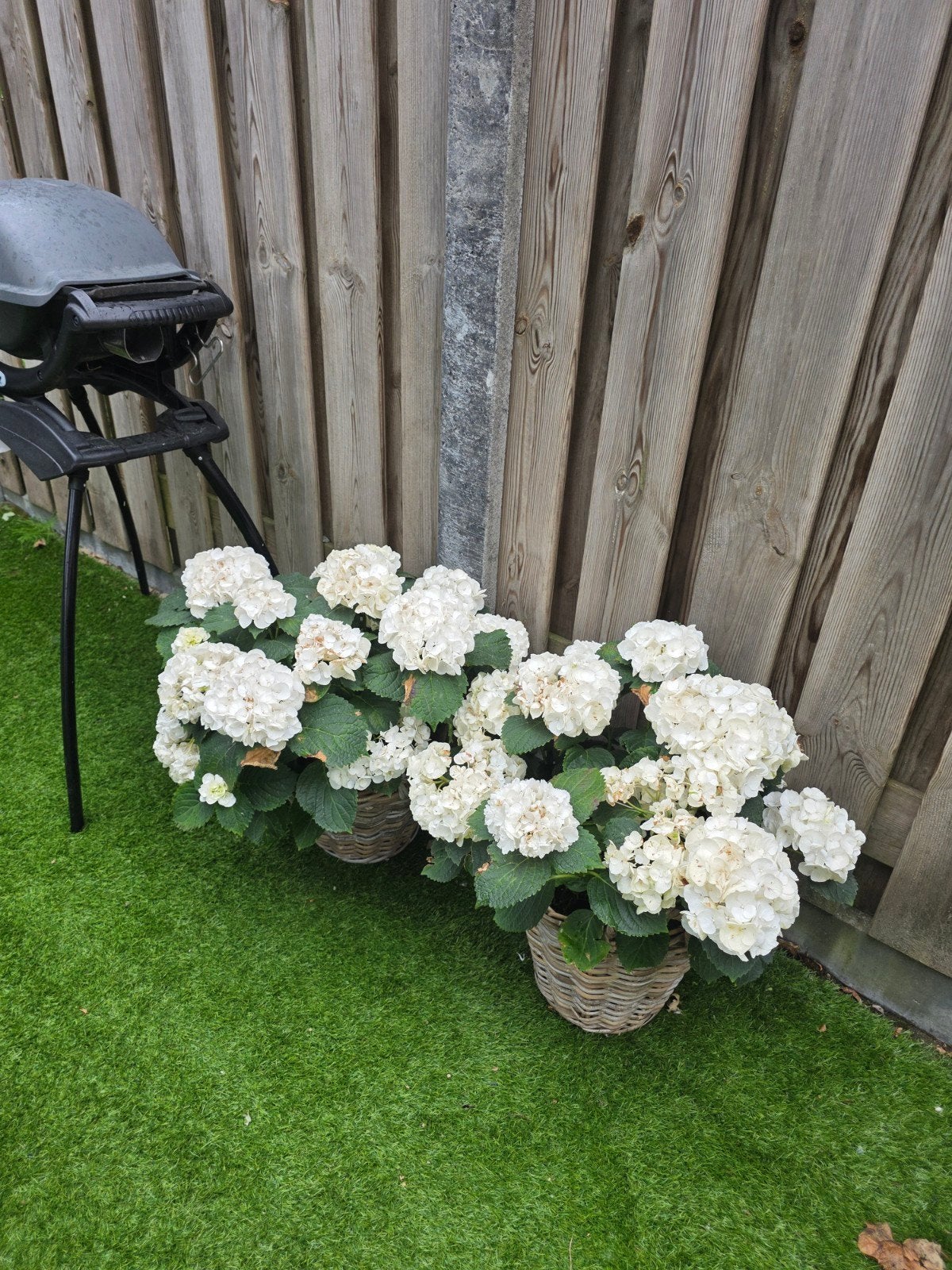 Hortensia 2x, Tuin en Terras, Planten | Tuinplanten, Ophalen of Verzenden, Overige soorten, Halfschaduw